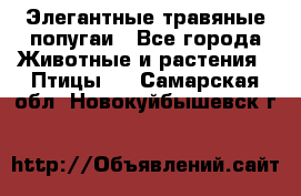 Элегантные травяные попугаи - Все города Животные и растения » Птицы   . Самарская обл.,Новокуйбышевск г.